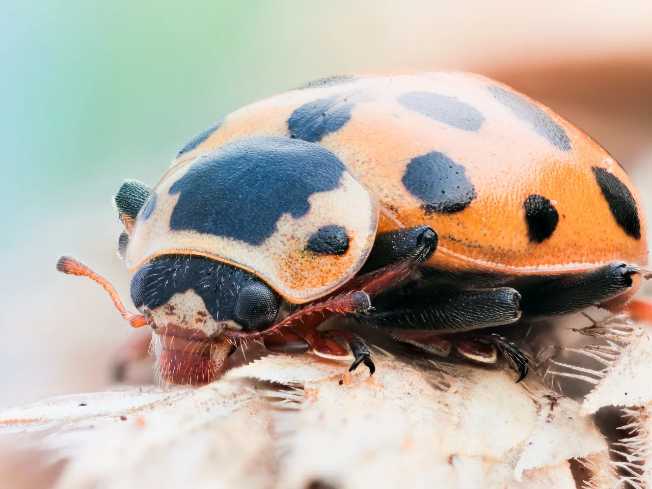 black, insect, ladybug, orange
