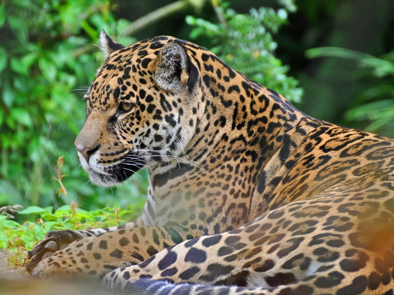 panthera onca, дикая кошка, хищник, морда, ягуар