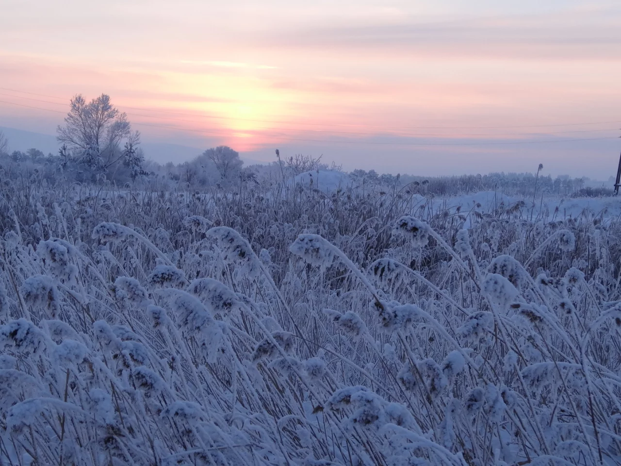 пейзаж, зима, снег, вечер, сумерки, трава, деревья