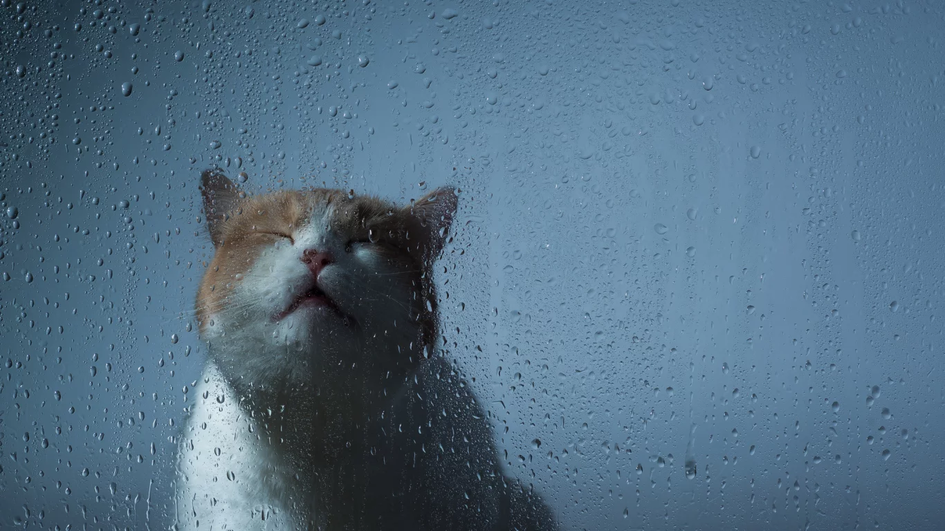 стекло, капли, кошка, benjamin torode, ben torode, мордочка, hannah