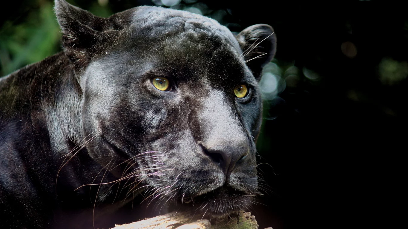 морда, panthera pardus, хищник, пантера, усы, leopard, леопард