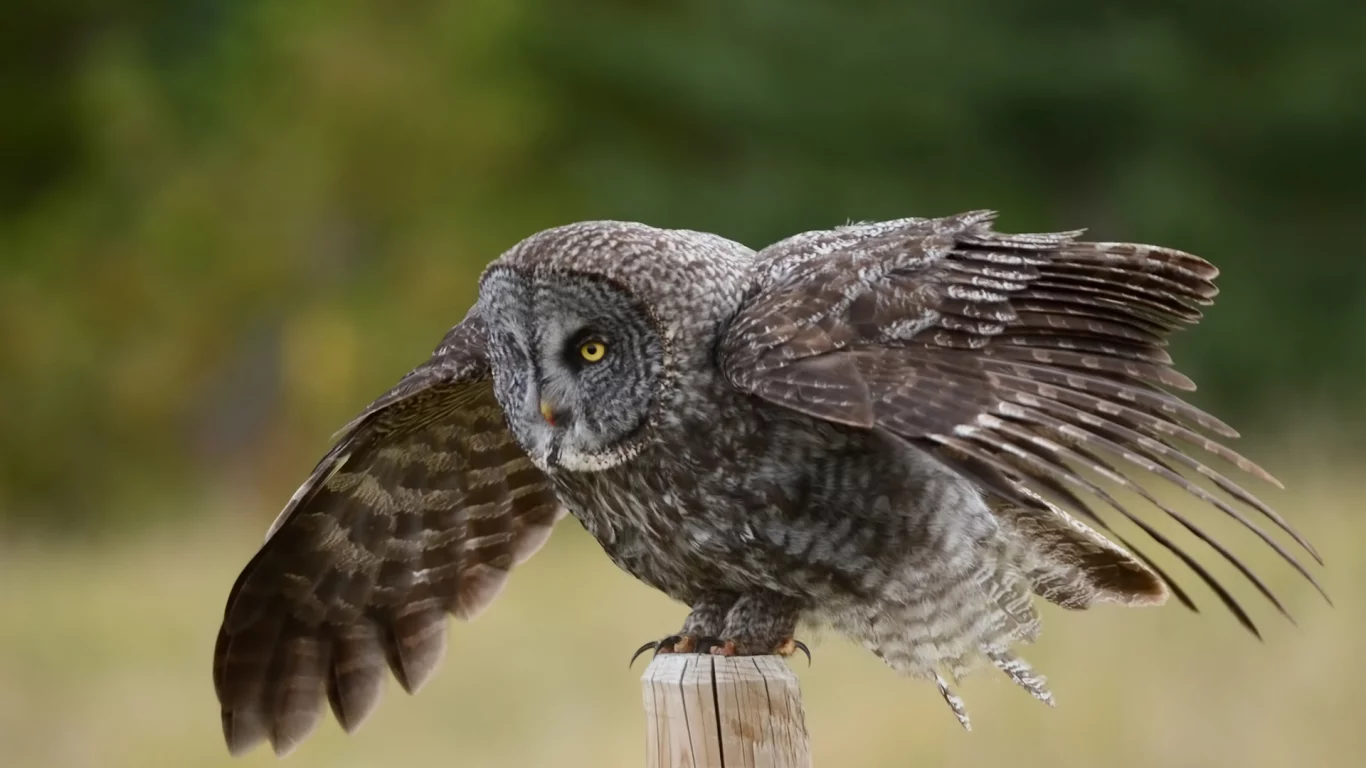 крылья, great gray owl, столб, сова, птица