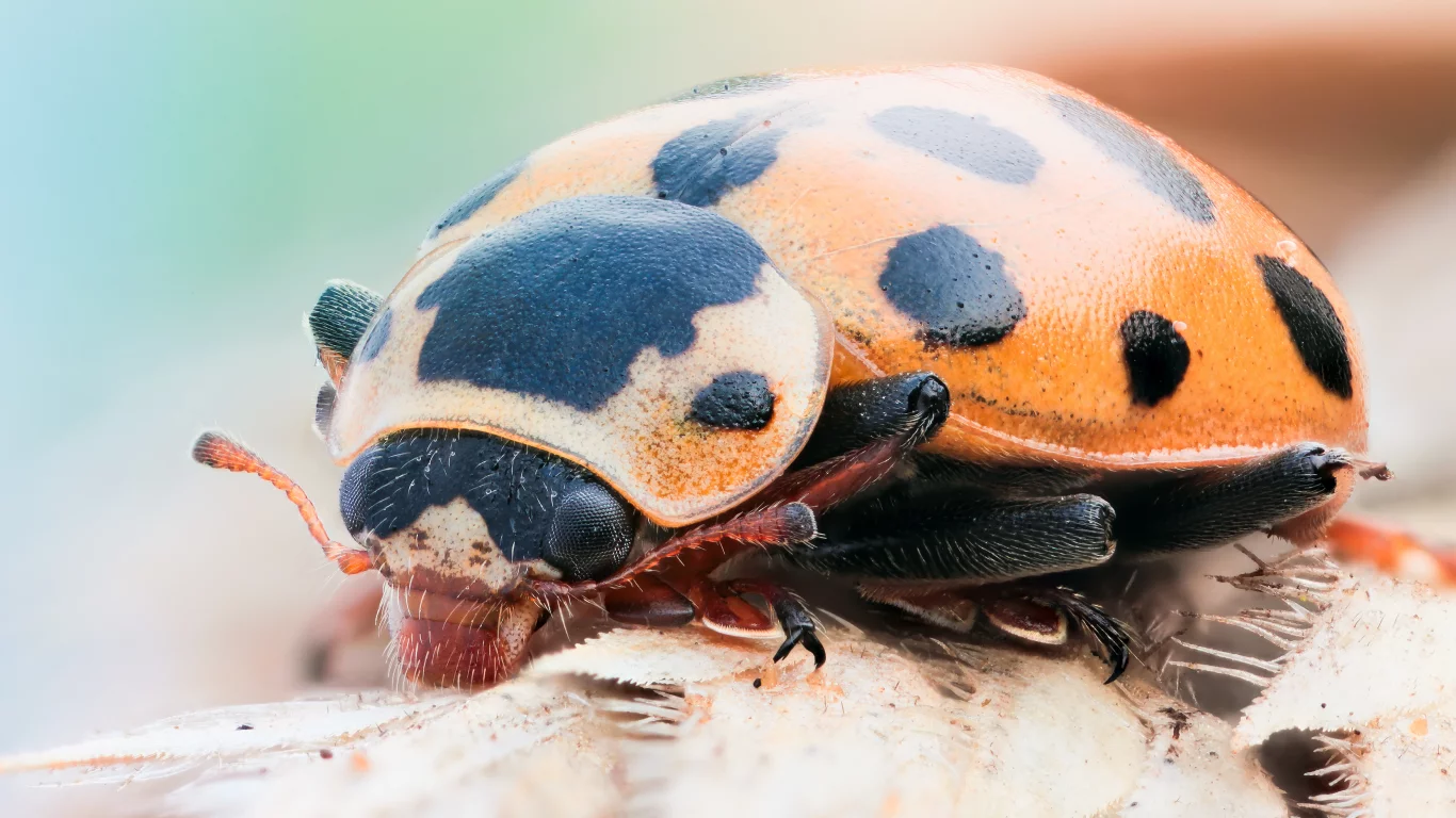 black, insect, ladybug, orange