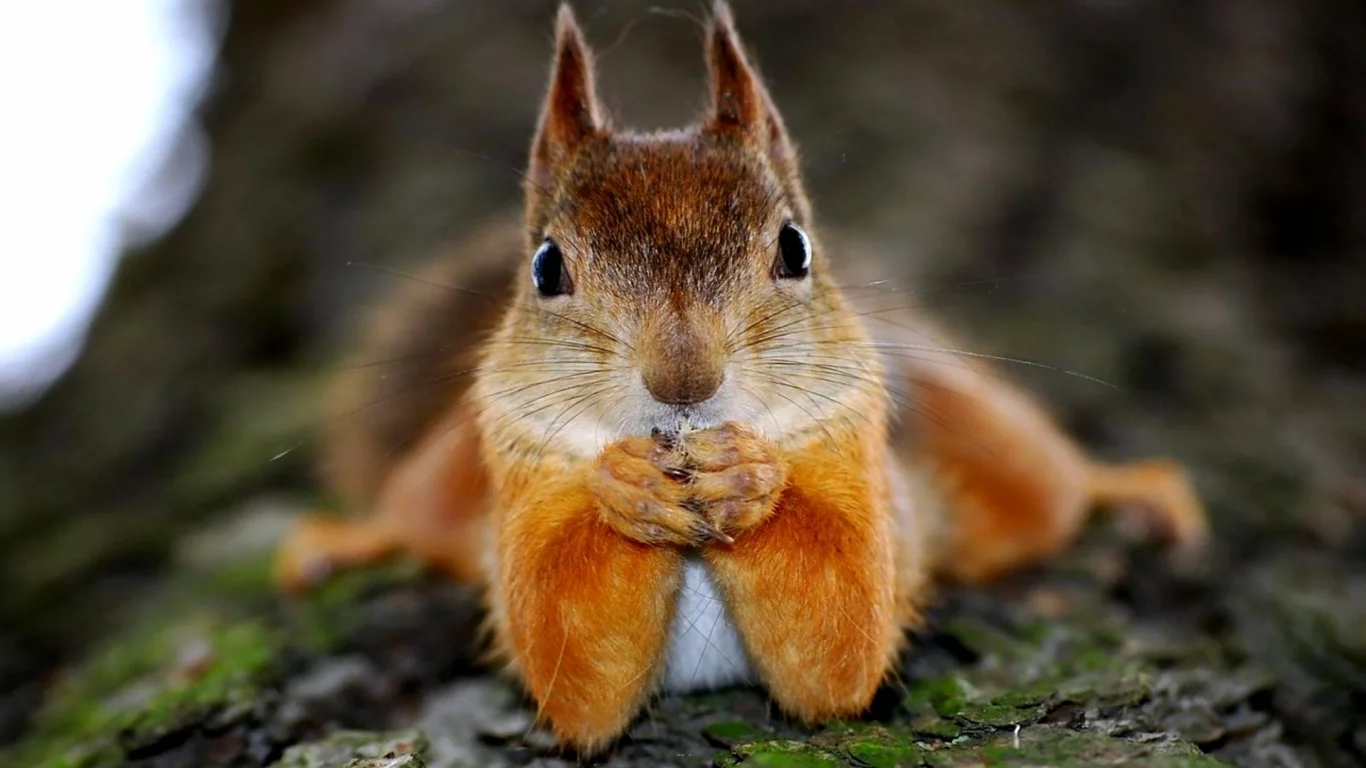 funny, дерево, рыжая, смешная, squirrel, лапки, белка, face, humor