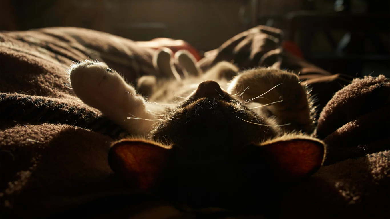 свет, спит, одеяло, котенок, солнце, кот