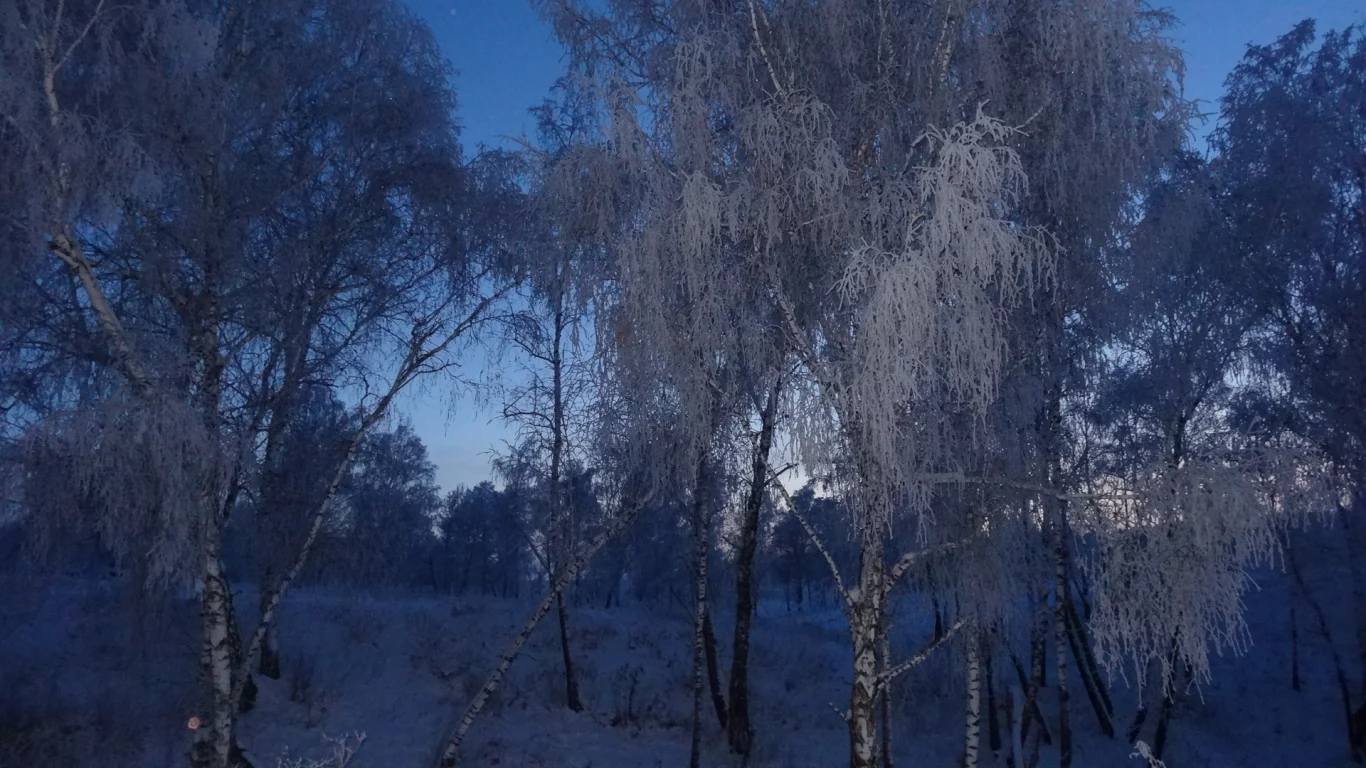 пейзаж, вечер в лесу, сумерки, снег, зимние березы
