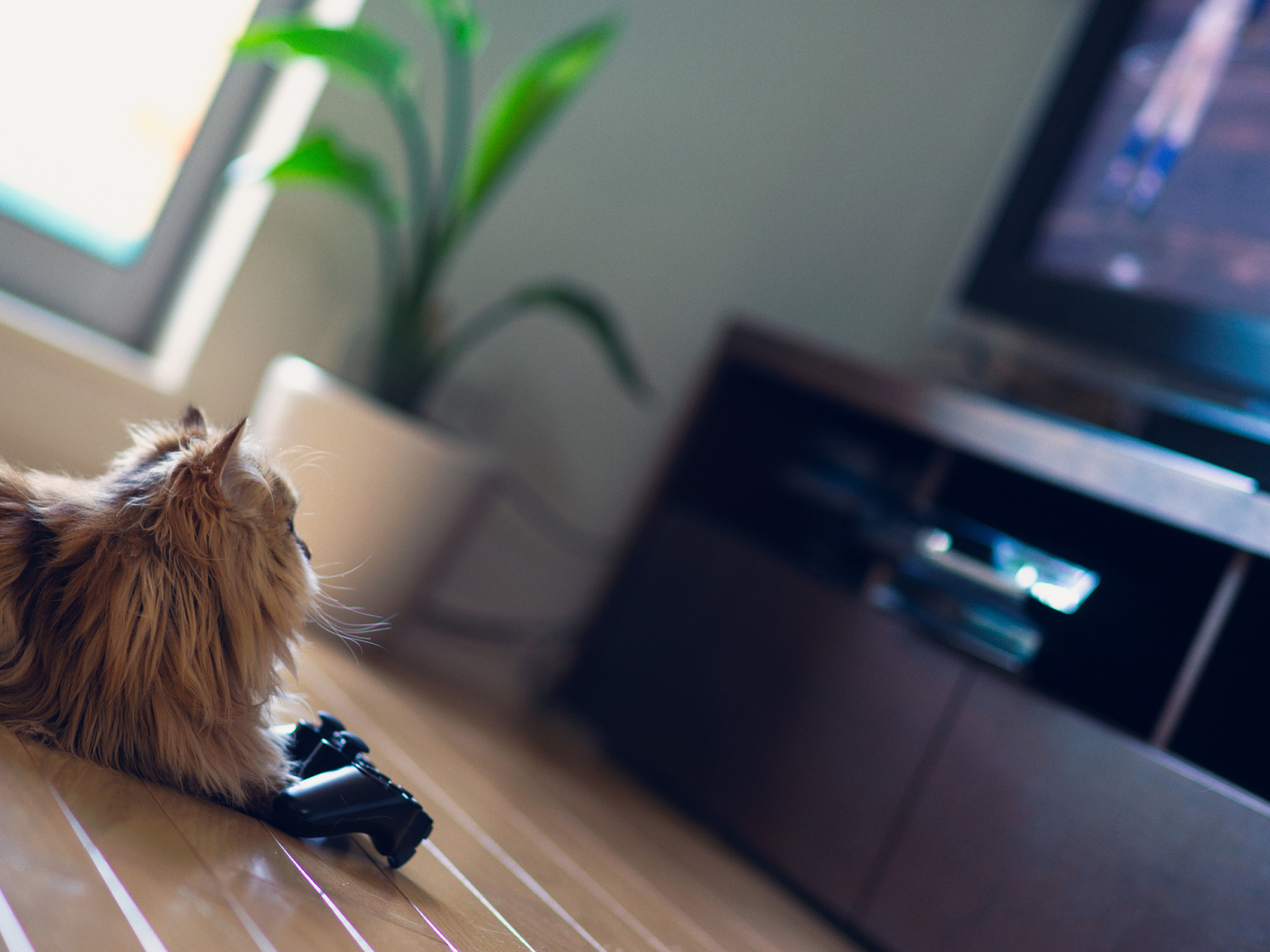 Коты и телевизор