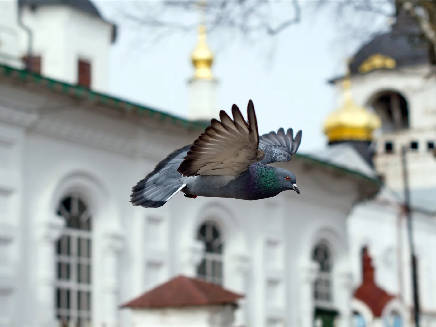 часовня, птица, полёт, голубь, храм, церковь