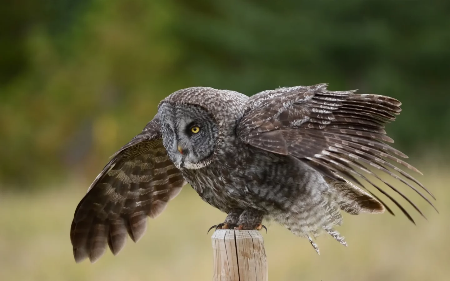 крылья, great gray owl, столб, сова, птица