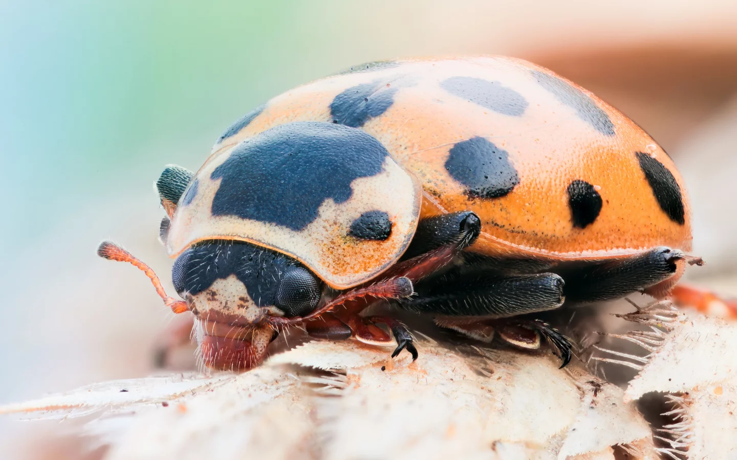 black, insect, ladybug, orange