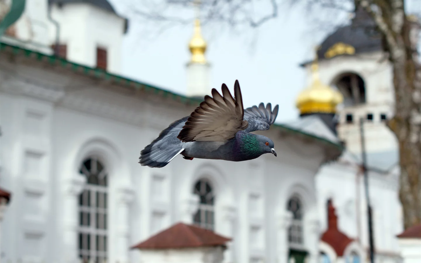 часовня, птица, полёт, голубь, храм, церковь