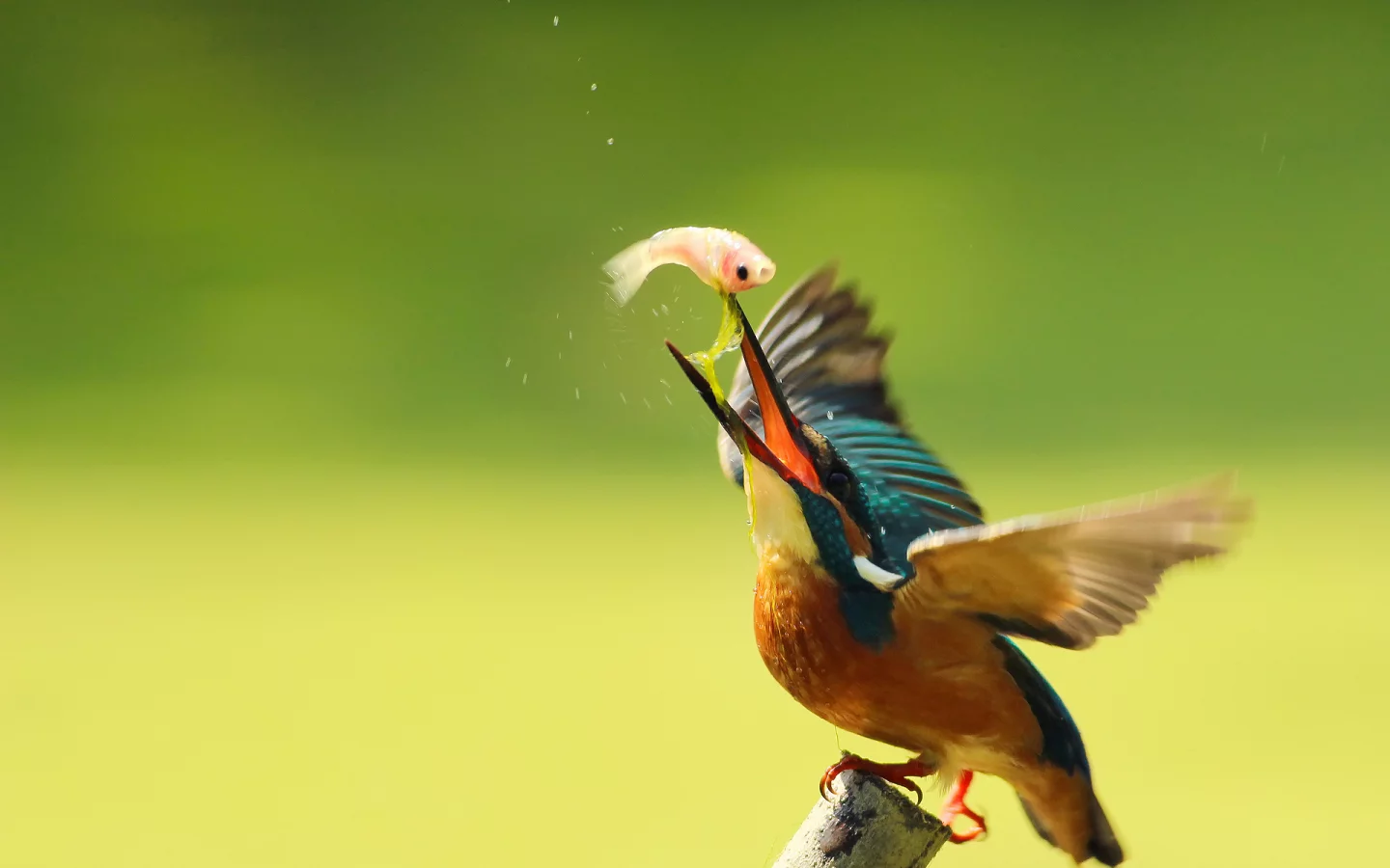 птица, alcedo atthis, kingfisher, ветка, обыкновенный зимородок