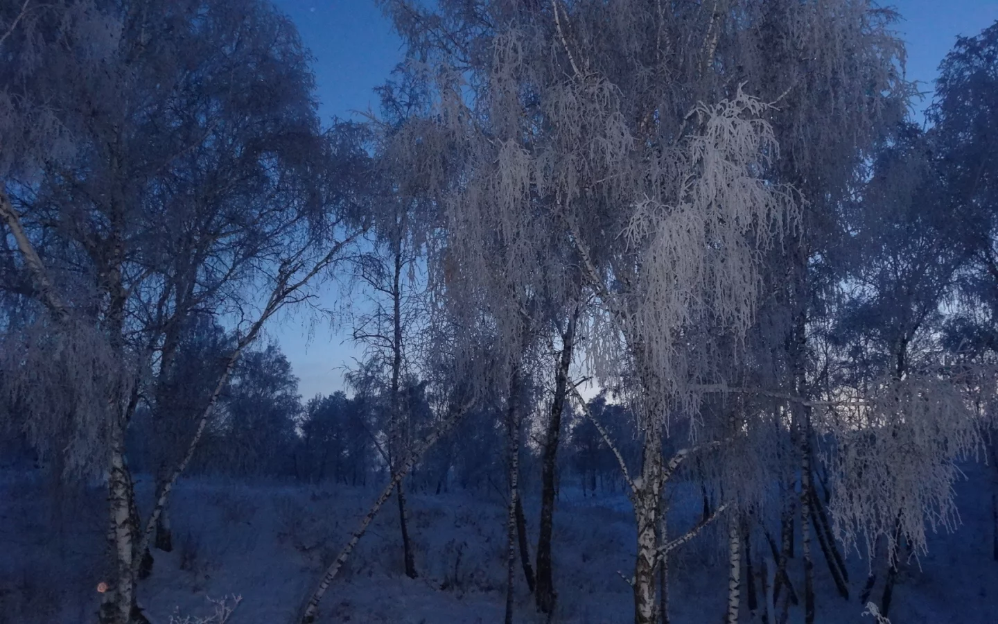 пейзаж, вечер в лесу, сумерки, снег, зимние березы