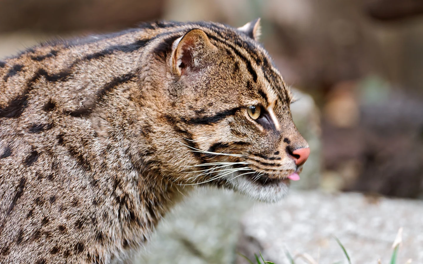 fishing cat, кошка-рыболов, дикая кошка