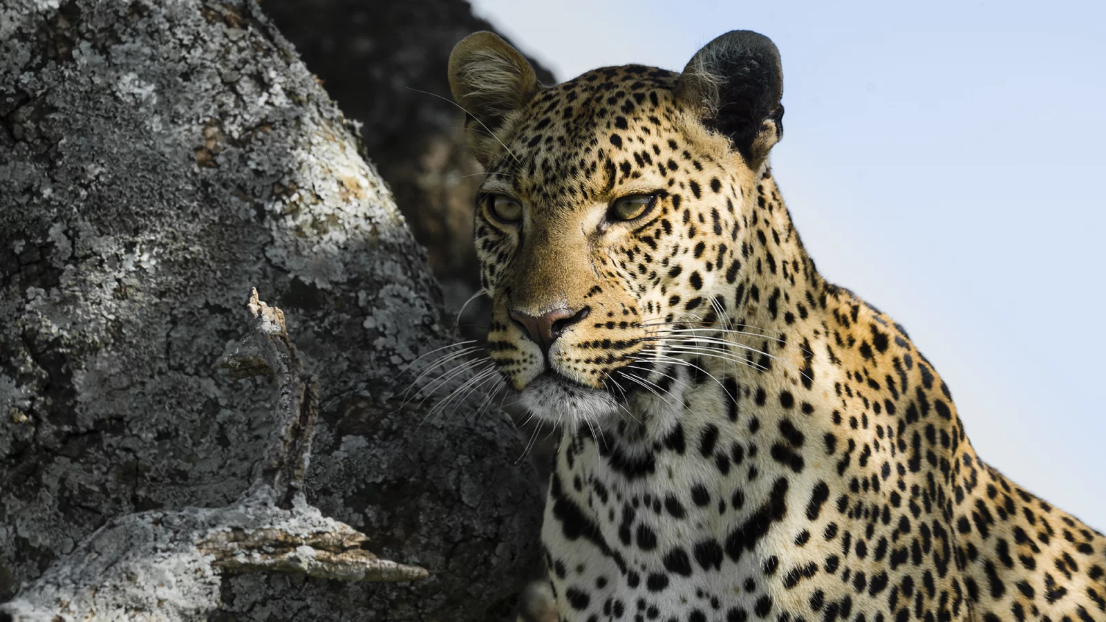 леопард, хищник, leopard, взгляд, морда