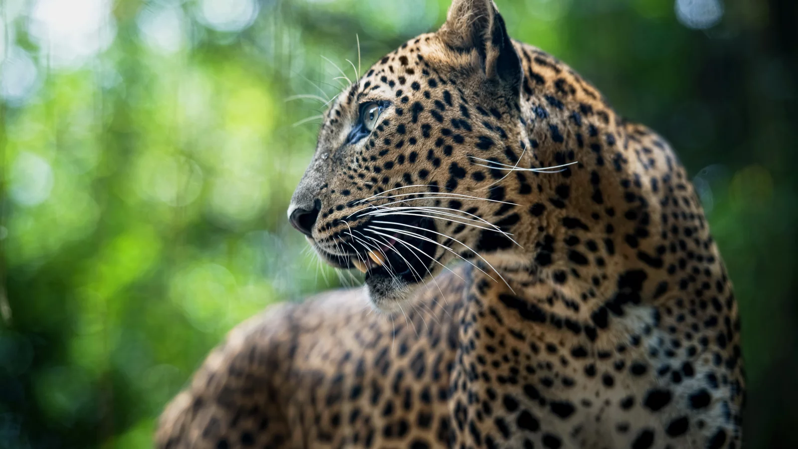 leopard, хищник, леопард, животное, panthera pardus