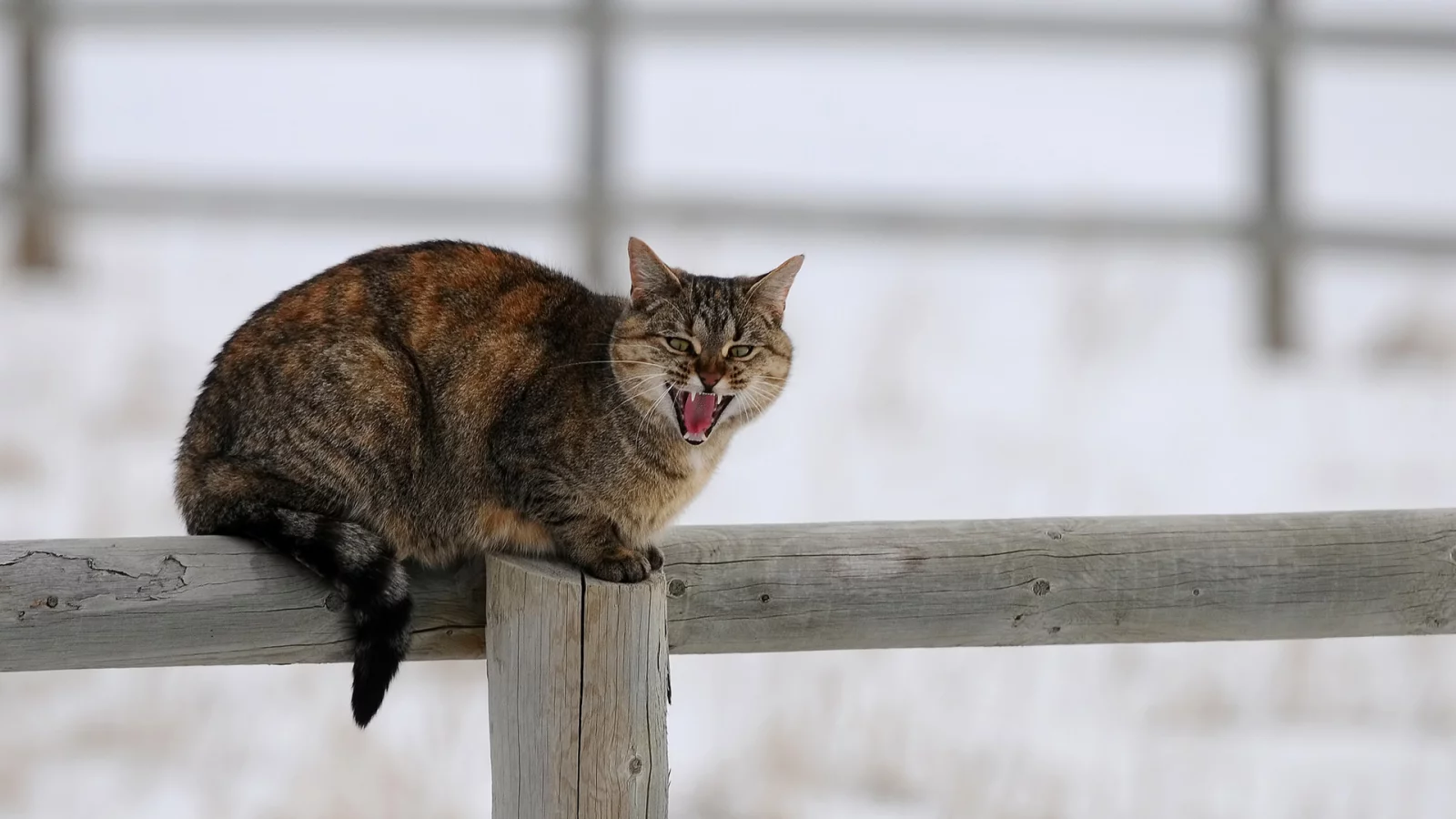зима, снег, столб, забор, кошка, деревяшки, кот