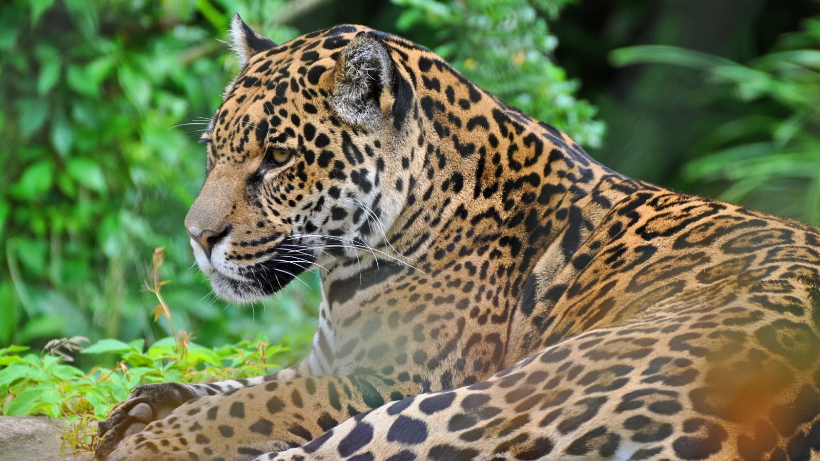 panthera onca, дикая кошка, хищник, морда, ягуар