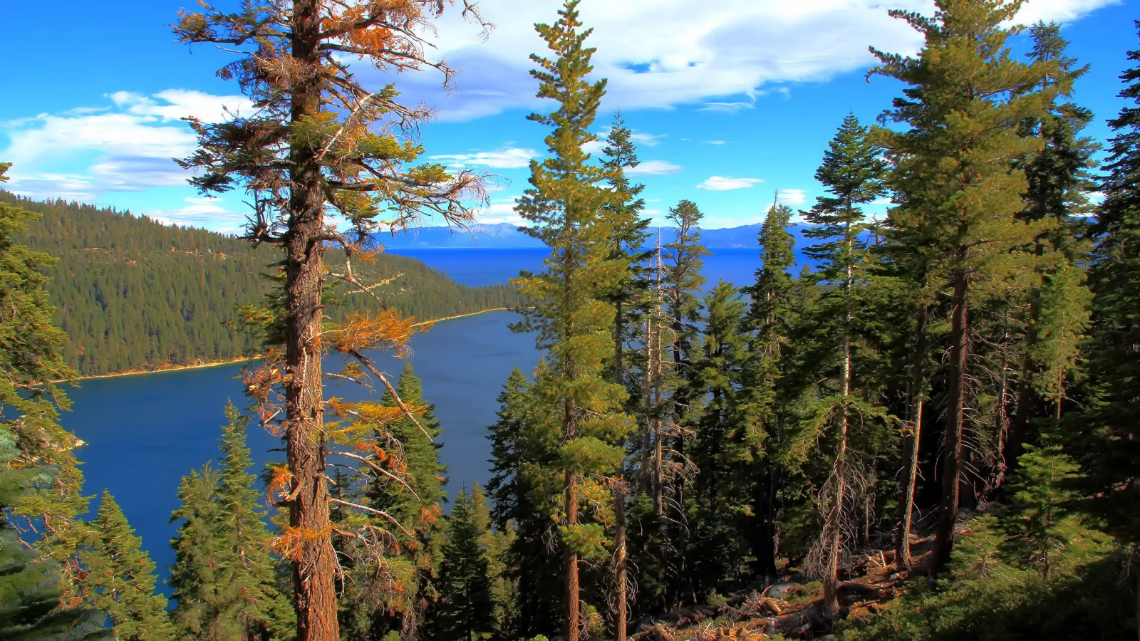 california, лес, lake tahoe, вода, озеро