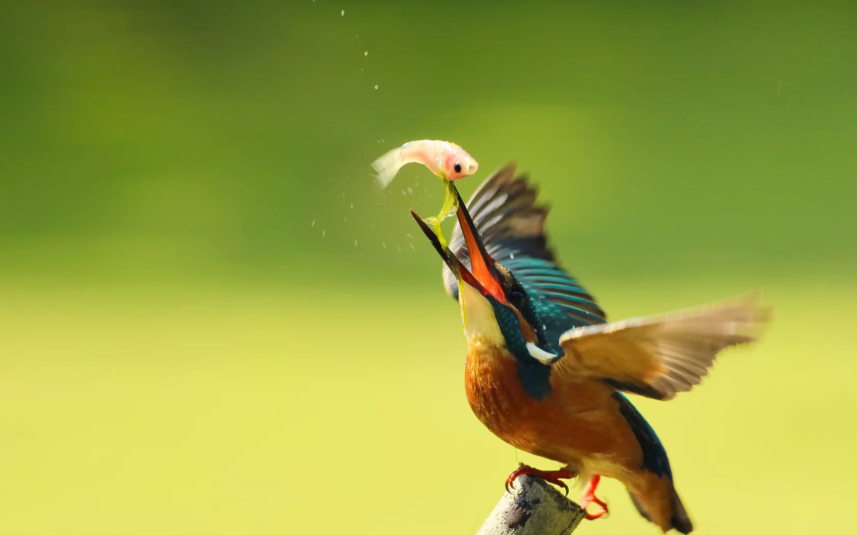 птица, alcedo atthis, kingfisher, ветка, обыкновенный зимородок
