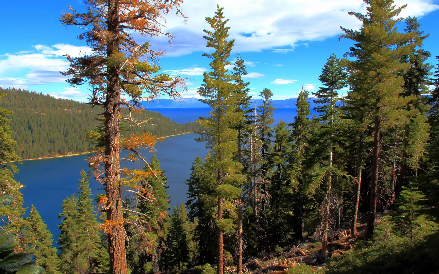 california, лес, lake tahoe, вода, озеро
