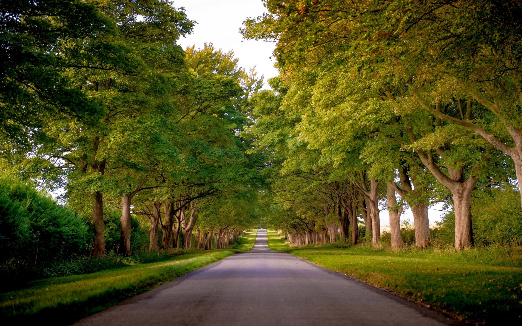 norfolk, england, аллея, норфолк, kings avenue, sandringham, англия