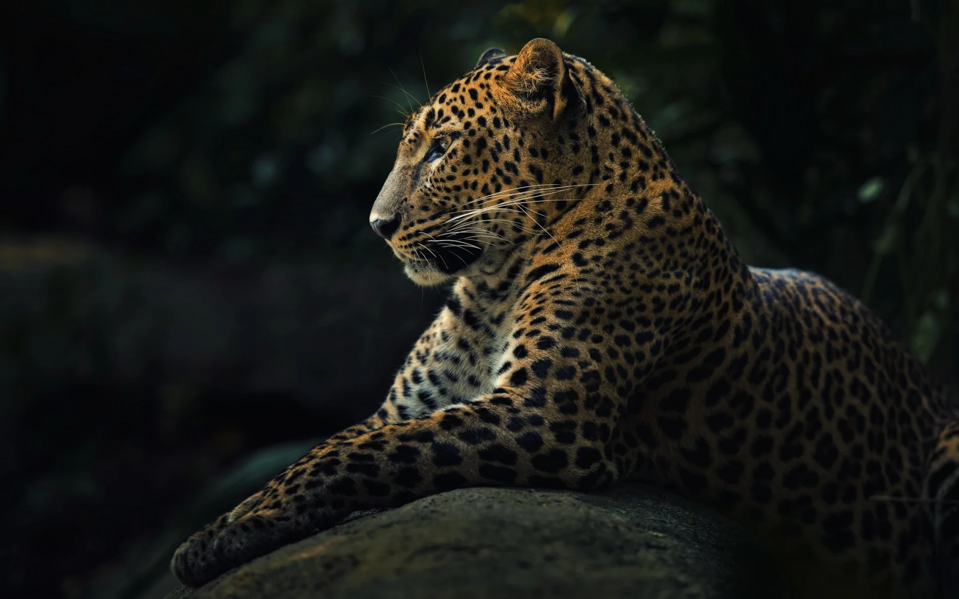 panthera pardus, хищник, леопард, животное