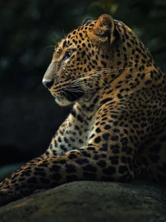 panthera pardus, хищник, леопард, животное