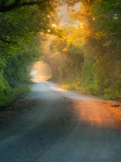 листья, природа, листва, листочки, дерево, деревья