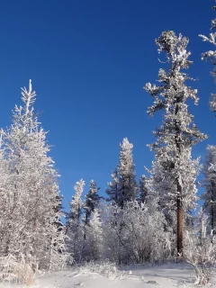 зима, снег, деревья, иней, небо