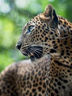 leopard, хищник, леопард, животное, panthera pardus