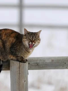 зима, снег, столб, забор, кошка, деревяшки, кот