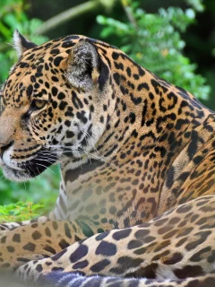 panthera onca, дикая кошка, хищник, морда, ягуар