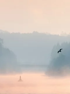 пейзаж, птица, утро, туман, озеро