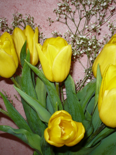 тюльпаны, букет, 8 марта, праздник