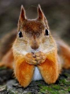 funny, дерево, рыжая, смешная, squirrel, лапки, белка, face, humor