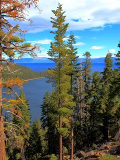 california, лес, lake tahoe, вода, озеро