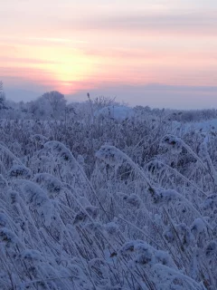 пейзаж, зима, снег, вечер, сумерки, трава, деревья