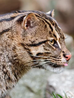 fishing cat, кошка-рыболов, дикая кошка