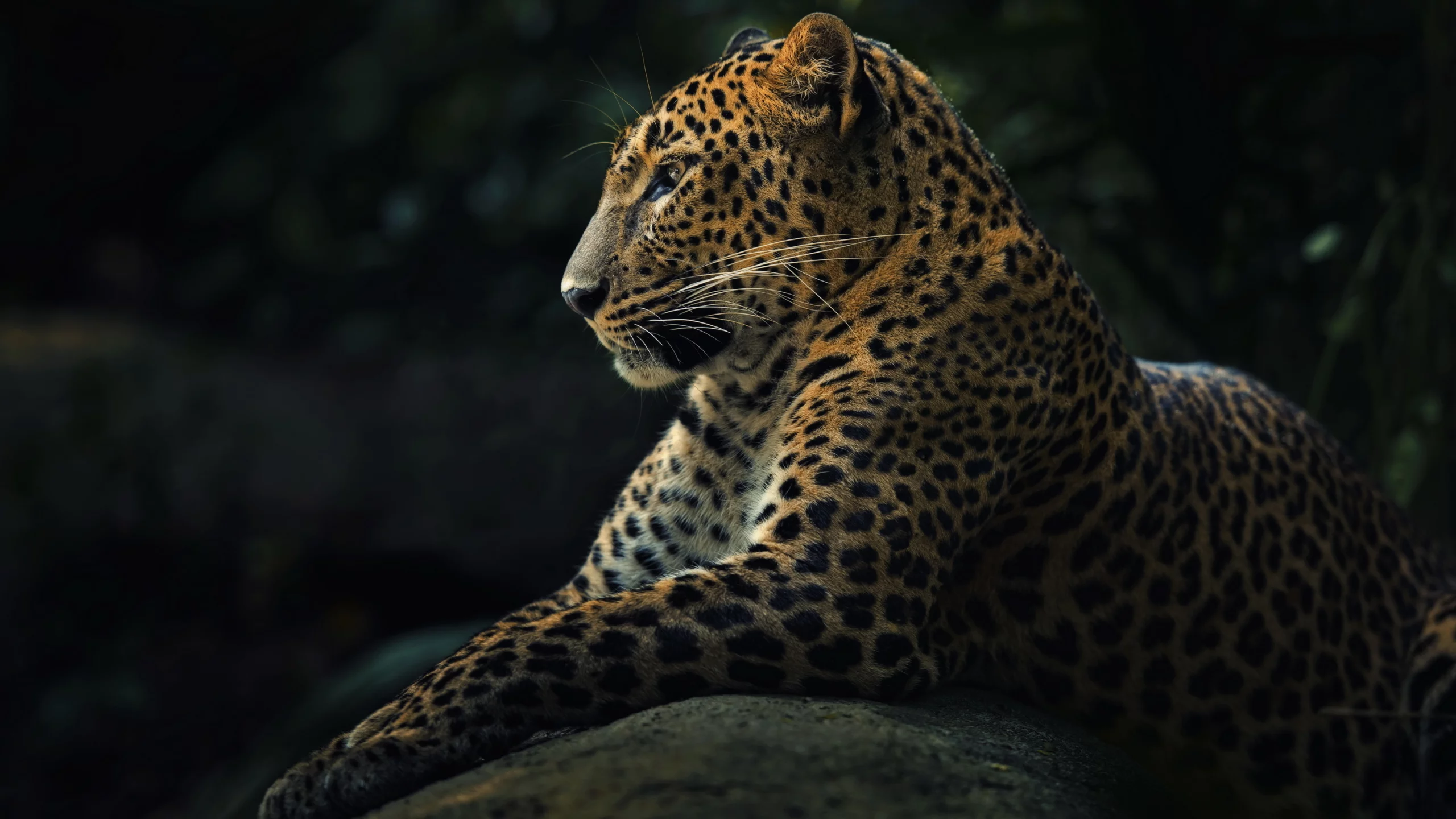 panthera pardus, хищник, леопард, животное