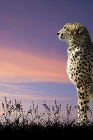 взгляд вдаль, хищник, кошка, гепард, небо