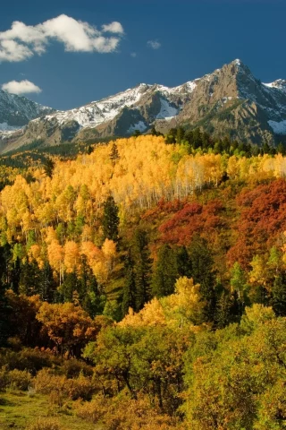 деревья, осень, san juan mountains, лес, горы