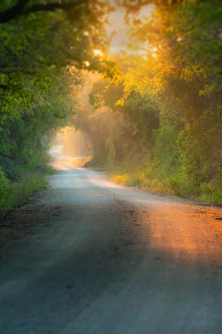 листья, природа, листва, листочки, дерево, деревья