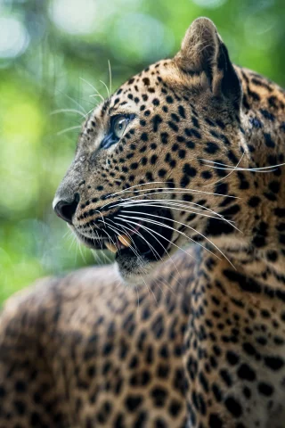 leopard, хищник, леопард, животное, panthera pardus