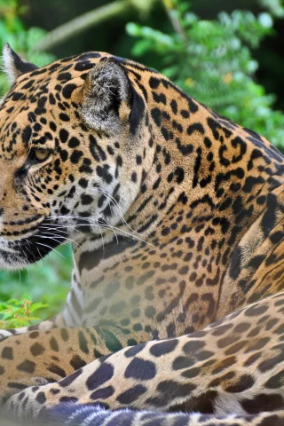 panthera onca, дикая кошка, хищник, морда, ягуар
