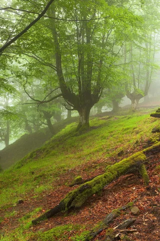 пейзаж, деревья, лес, туман