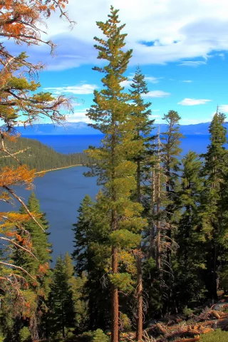 california, лес, lake tahoe, вода, озеро