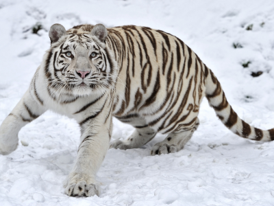 хищник, снег, тигр, зима