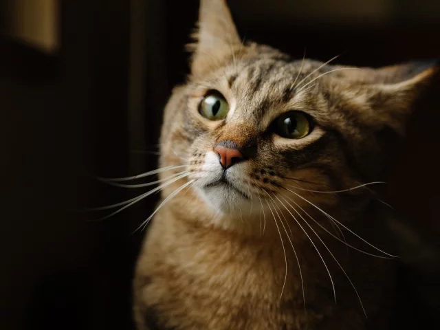 котэ, фон, морда, кот, кошка