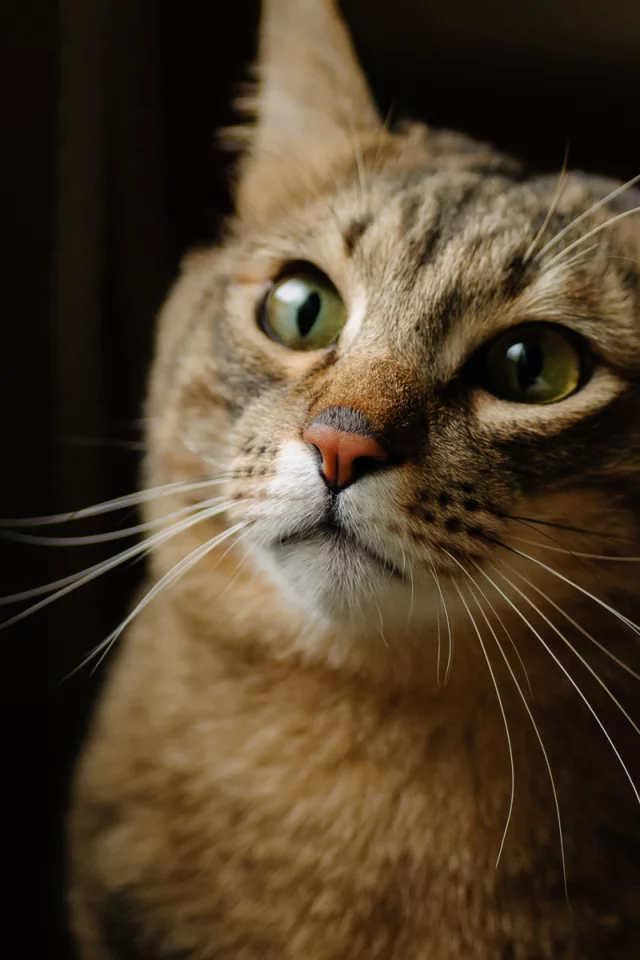 котэ, фон, морда, кот, кошка